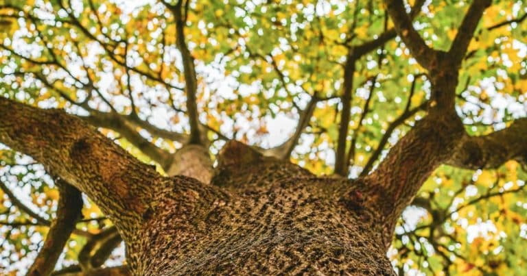 Get a quote Gilded Oak Insurance